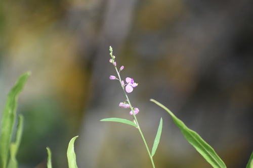 Showy milkwort (Asemeia grandiflora)