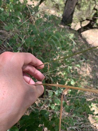 Image of Elymus glaucus by no rights reserved