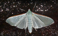 Stemorrhages sericea