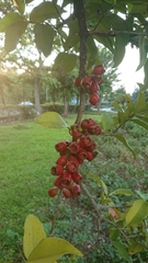 Syzygium taiwanicum