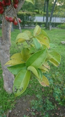 Syzygium taiwanicum