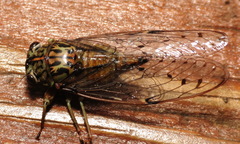 Neocicada hieroglyphica
