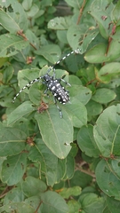 Anoplophora macularia