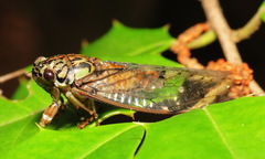 Neocicada hieroglyphica