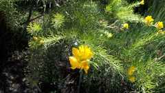 Adenocarpus decorticans