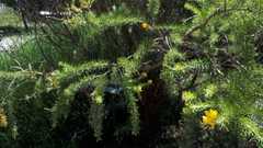 Adenocarpus decorticans