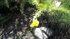 Adenocarpus decorticans