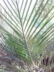 Macrozamia mountperriensis