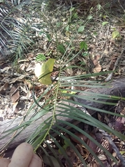 Macrozamia mountperriensis
