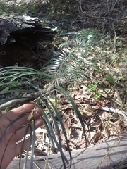 Macrozamia mountperriensis