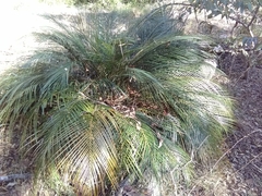 Macrozamia mountperriensis