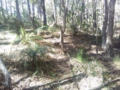 Macrozamia mountperriensis