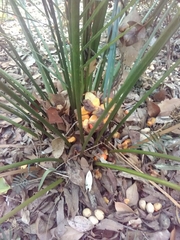 Macrozamia mountperriensis