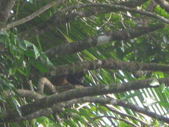 Alouatta palliata