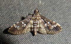 Nomophilini