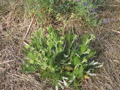 Potentilla chinensis