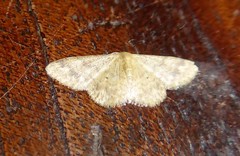 Idaea elaphrodes