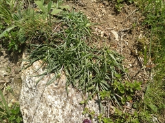 Plantago maritima serpentina