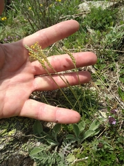 Plantago maritima serpentina
