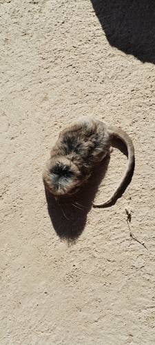 White-bellied Fat-tailed Mouse Opossum