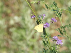 Colias poliographus