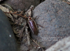 Pseudomops interceptus