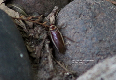 Pseudomops interceptus