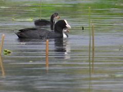Fulica atra