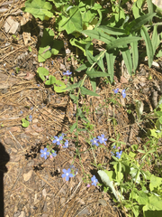 Hackelia velutina