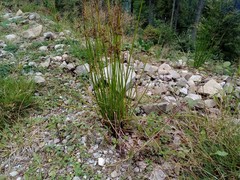 Juncus effusus effusus