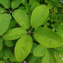 Akebia