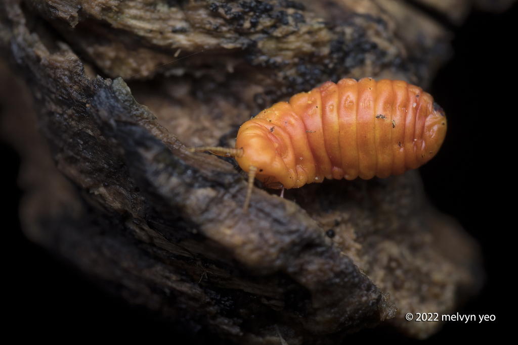 Qinococcidae