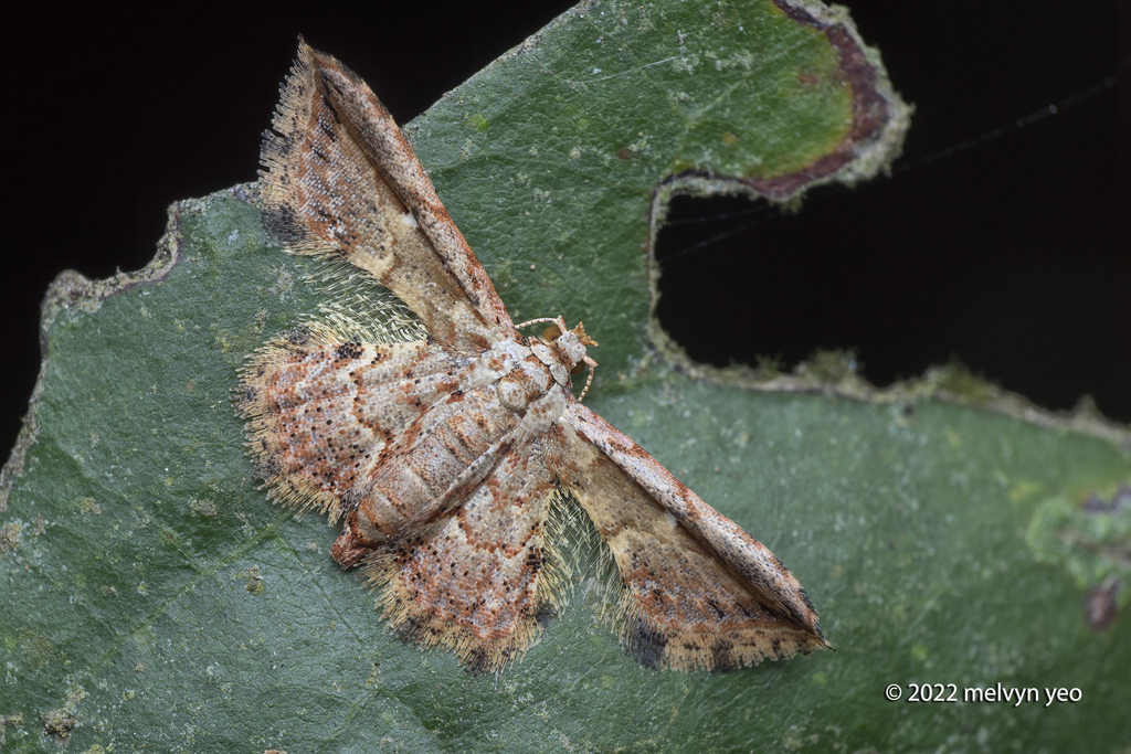 Mesocopsis