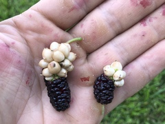 Ciboria carunculoides