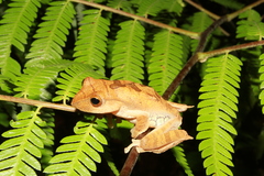 Rhacophorus robertingeri