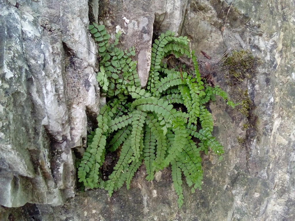 maidenhair spleenwort (Field Botany OCPs - Comprehensive Guide - 2023 ...