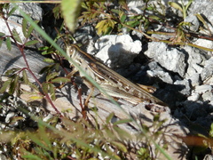 Schistocerca serialis cubense