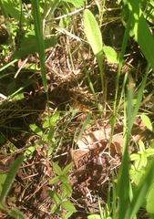 Carterocephalus mandan