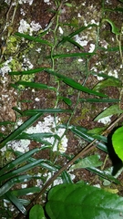Hypoestes pulchra
