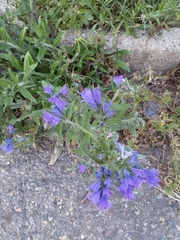 Echium vulgare