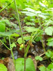 Chaerophyllum temulum