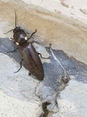 Ignelater havaniensis