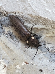 Ignelater havaniensis