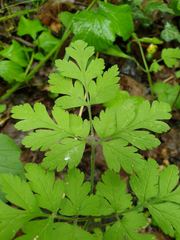 Chaerophyllum temulum