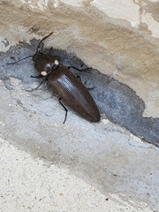 Ignelater havaniensis