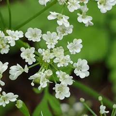 Chaerophyllum temulum