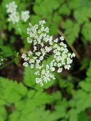Chaerophyllum temulum