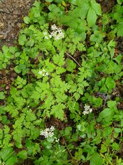 Chaerophyllum temulum