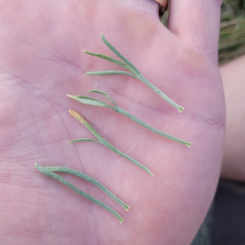 Image of Threetip Sagebrush (Artemisia tripartita) by (c) Konshau Duman, some rights reserved (CC BY)