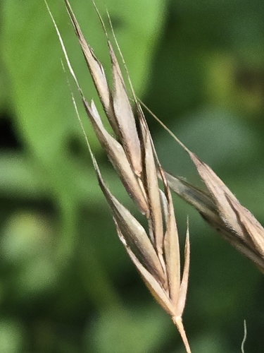 Image of Bromus pubescens by no rights reserved